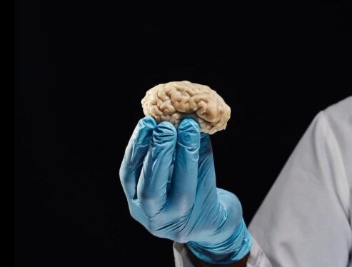برای نخستین بار؛ مغز انسان ۱۲ ساعت در آزمایشگاه زنده ماند